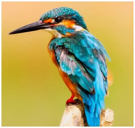 Ein farbenfroher Eisvogel mit blauem und orangem Gefieder sitzt auf einem Ast vor unscharfem, warmem Hintergrund